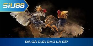 Đá gà cựa dao