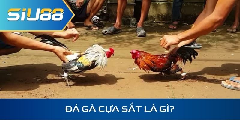 Đá gà cựa sắt