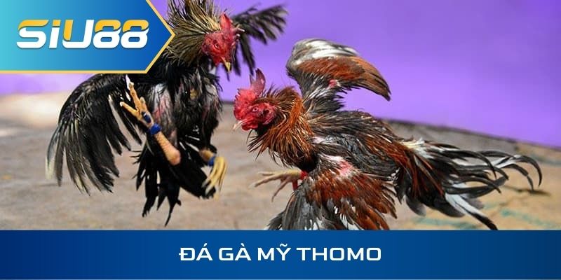 Đá gà Mỹ Thomo