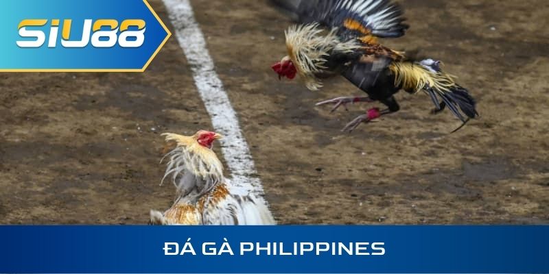 Đá gà Philippines