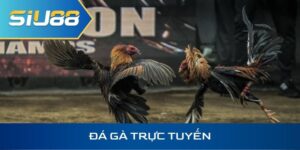 Đá gà trực tuyến